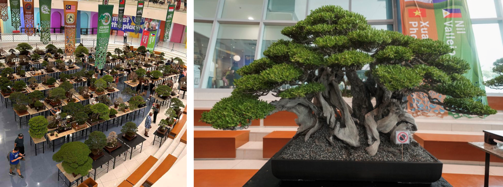 Philippine Bonsai Society Inc. Exhibit at SM Mall of Asia | SM Supermalls
