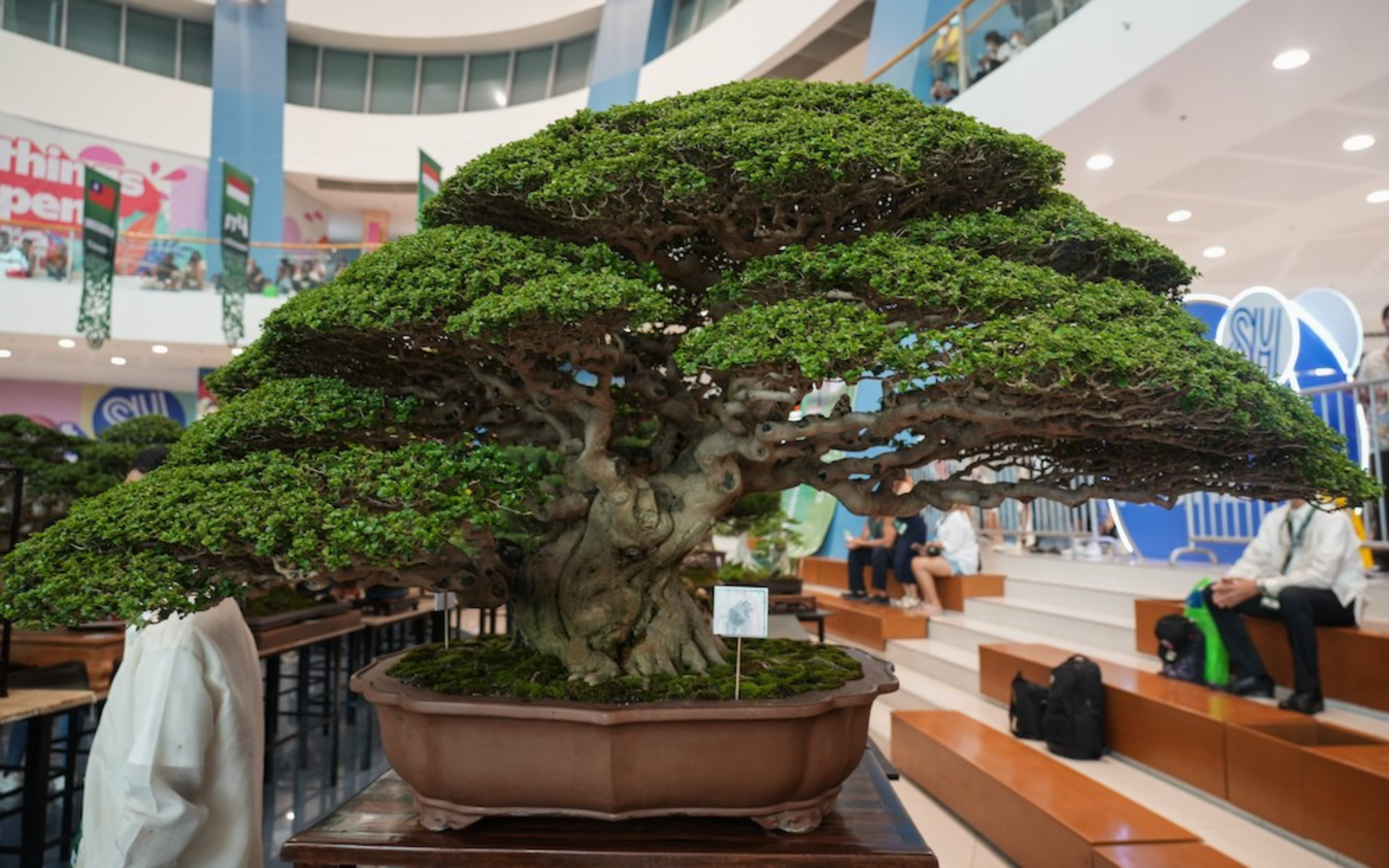  Bonsai plant in PBSI Bonsai Exhibit at SM Mall of Asia | SM Supermalls