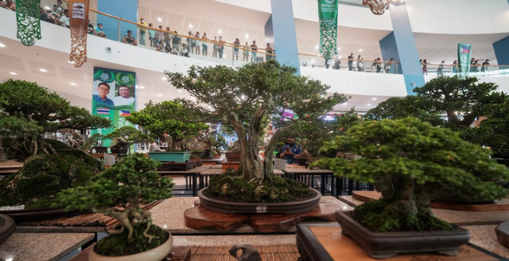 The Grandest Bonsai Exhibit at the SM Mall of Asia | SM Supermalls