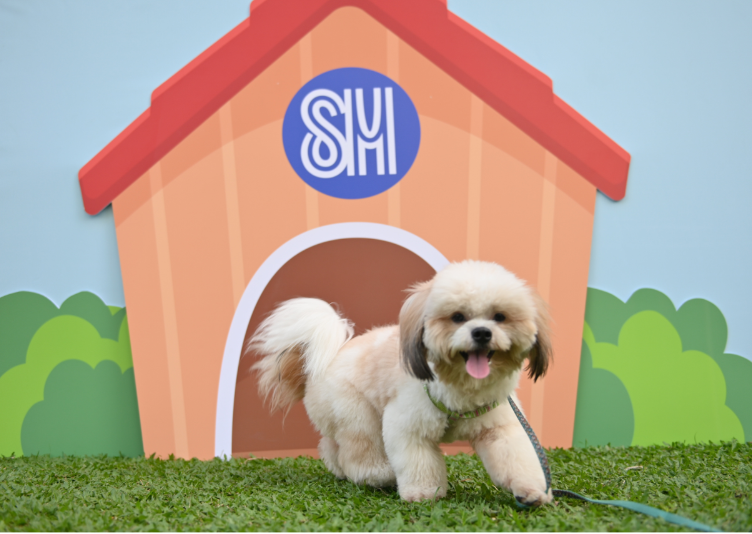 A_puppy_strikes_a_cute_pose_for_the_camera